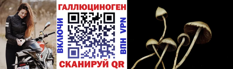 Псилоцибиновые грибы Psilocybine cubensis  Купить где  Омск 